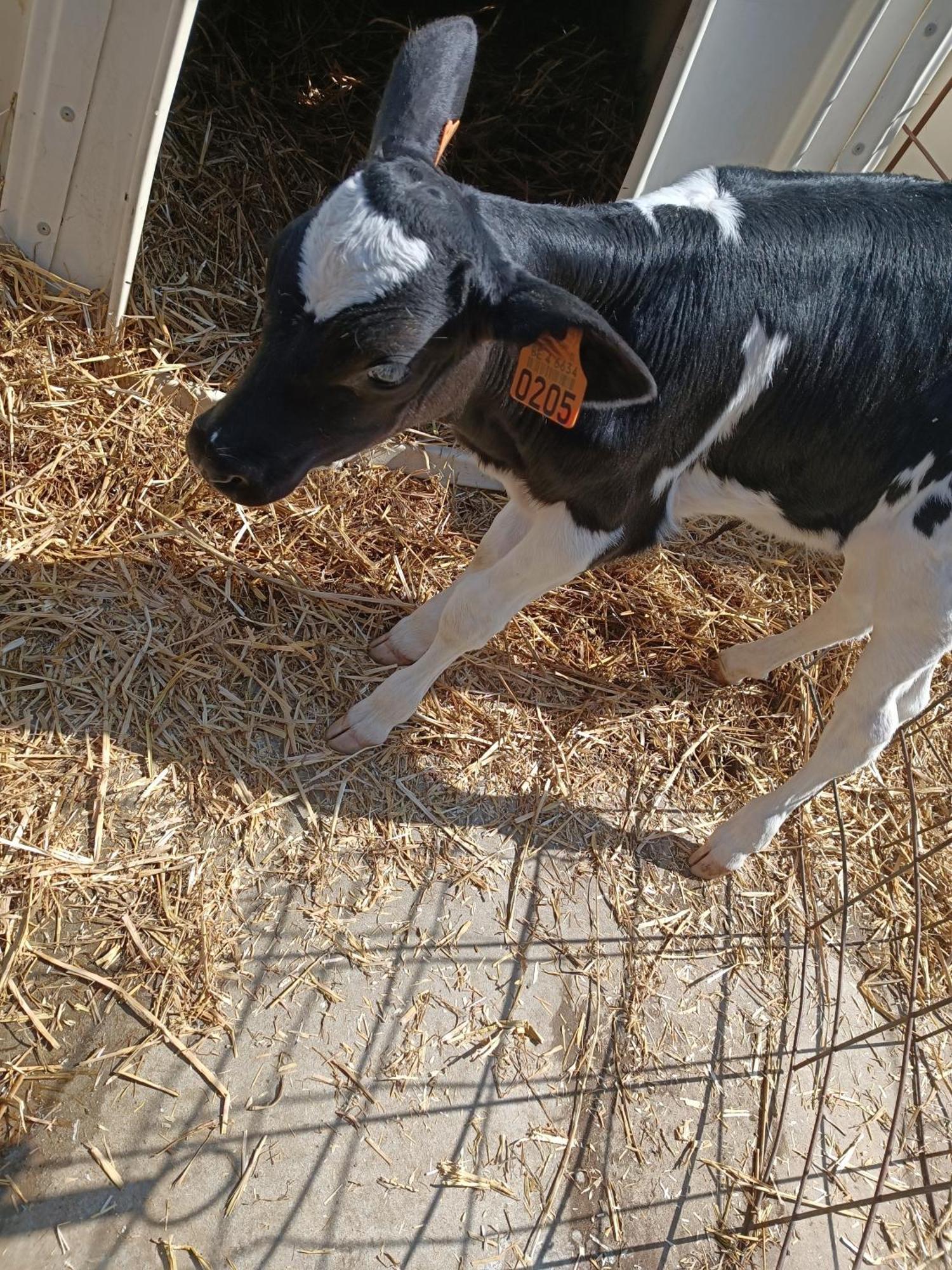 Gite Ferme D'Hurtaux Froid-Chapelle Zewnętrze zdjęcie